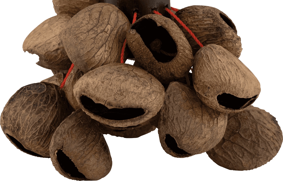 PBPGBH12 PANGI NUT SHAKER WITH BAMBOO HANDLE