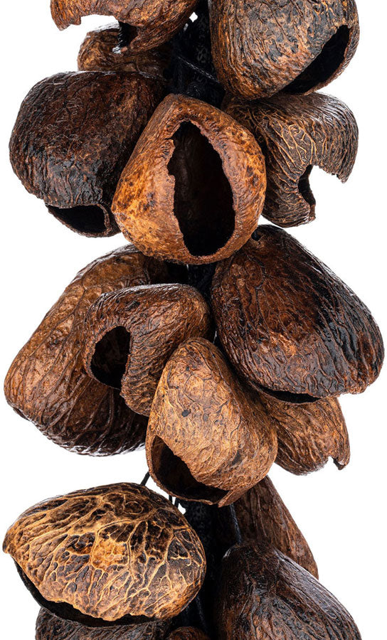WA5 - Pangi Waterfall Shaker 40 Seeds